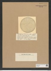 Coscinodiscus denticulatus Castr. (de-Toni-Nr.: Genus 202, Species 5000) Zeichnungen Sammlung Grunow Nr. 8711 (NHMW-BOT-W0378282)